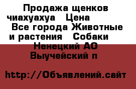 Продажа щенков чиахуахуа › Цена ­ 12 000 - Все города Животные и растения » Собаки   . Ненецкий АО,Выучейский п.